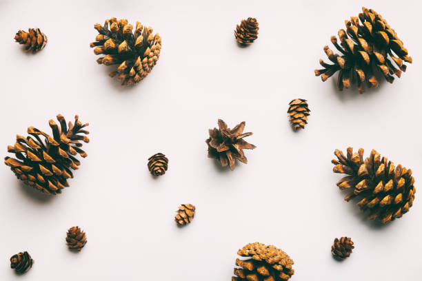 istock pine cones on colored table. natural holiday background with pinecones grouped together. Flat lay. Winter concept 1410688621