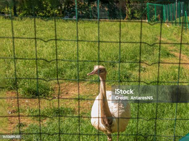 White Ostrich In The Zoo In The City Of Bojnice In Slovakia Other Names For The Large Rhea Include Gray Common Or American Rhea Rhea Guarani Or Emu Stock Photo - Download Image Now