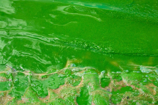 istock Algae bloom on the surface of the water. Summer pond with green algae. Problems of ecology 1410689578