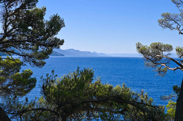 View of the Croatian coastline photographed through a lush pine forest in Drvenik stock photo