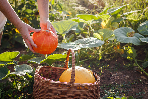 Farmers hands picking Hokkaido pumpkin into wicker basket. Summer gardening in organic farm