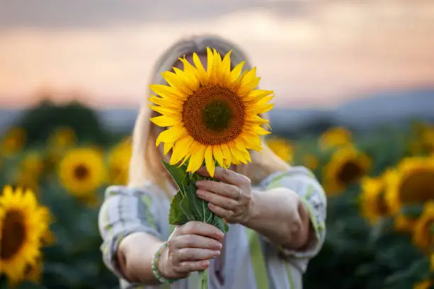 Photo of Woman holding sunflower in field during sunset