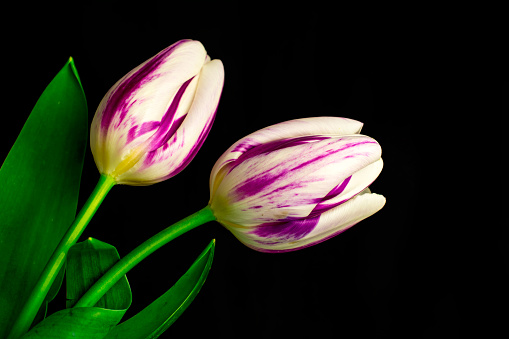beautiful tulips on black background