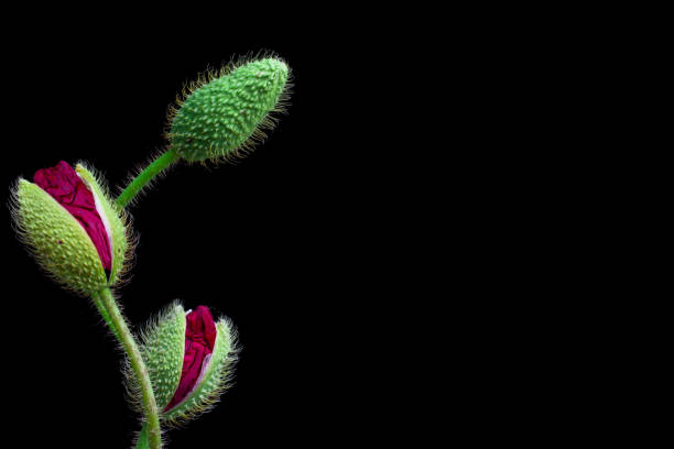 istock beautiful poppy on black background 1410692687