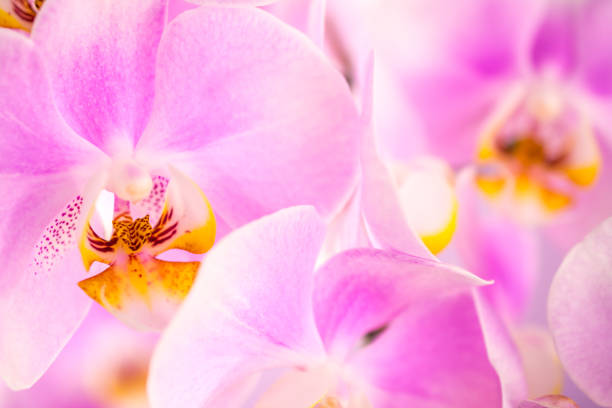 istock Purple ,pink orchid flowers on pink background 1410692774