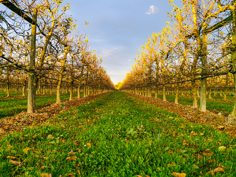 The apple trees have taken on their fall leaves. As they transition into a time of rest the apple orchard takes on a new beauty.