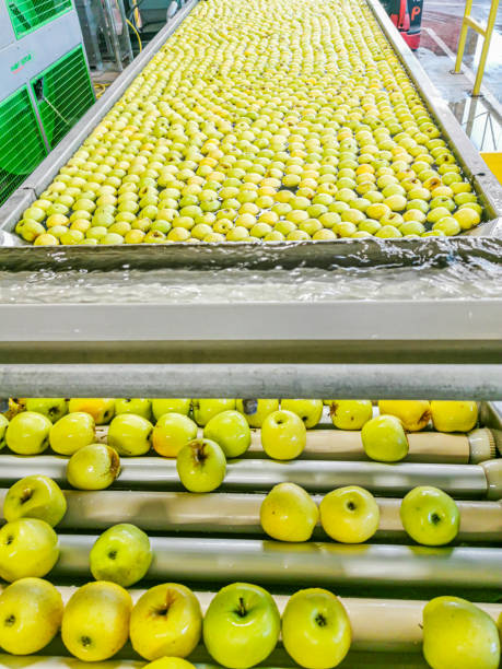 istock The process of preparing apples and their processing in a pool of water, before their final packaging stage in the production hall 1410692906