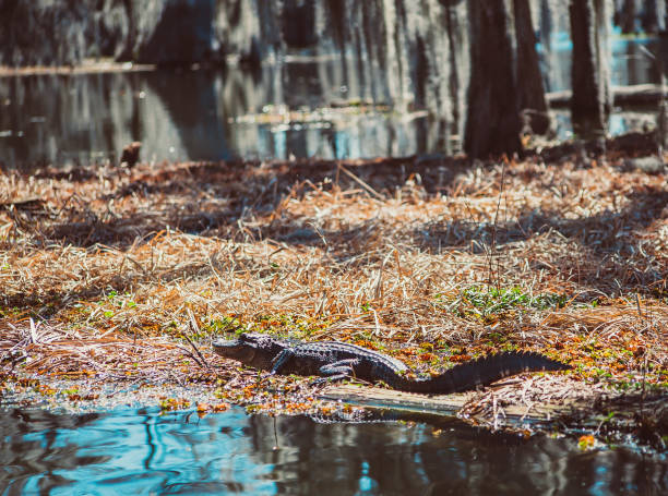 istock Alligator in Louisiana Swamp (Lake Martin) 1410693681