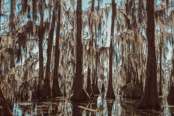 istock Cypress Trees in Louisiana (Lake Martin) 1410693730