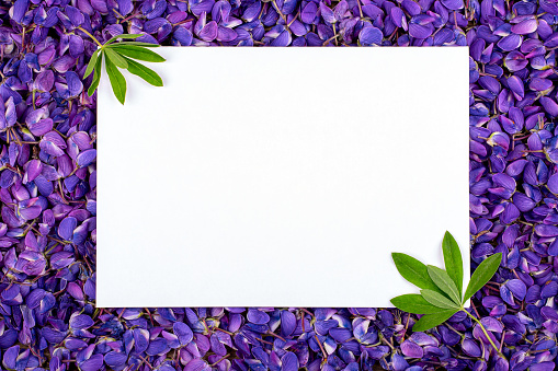 white sheet of paper in purple lupin colors, copy space