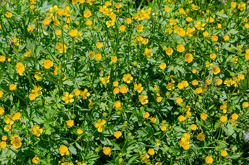 Background of yellow field buttercups on a sunny day