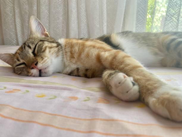 istock Cute cat is sleeping on the bed 1410697393