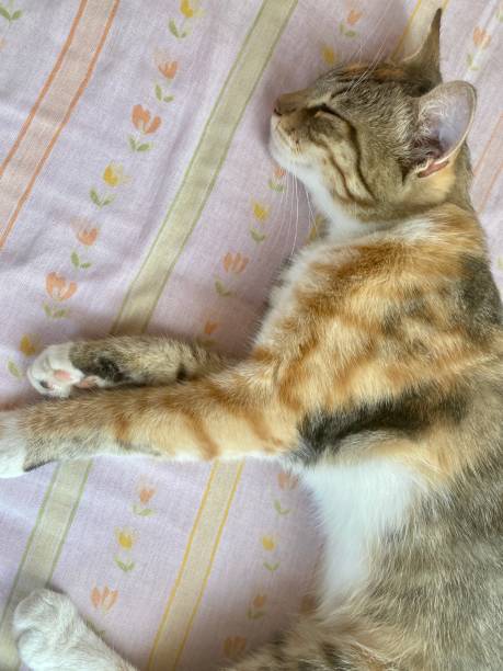 istock Cute cat is sleeping on the bed 1410697397