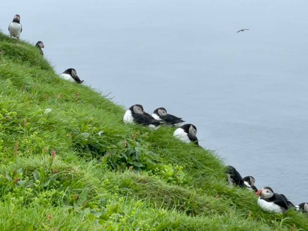 istock Atlantic puffin on the cliffs of Mykines island, Faroe 1410699280