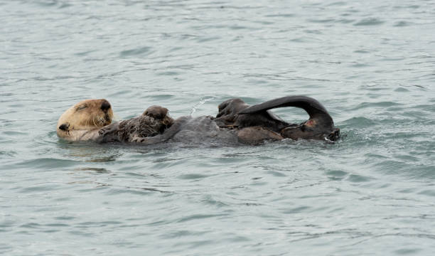 istock Otter Floating Off Homer, Alaska 1410699516