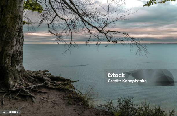 Tree And Autumn Evening Seascape Stock Photo - Download Image Now - Abandoned, Autumn, Backgrounds