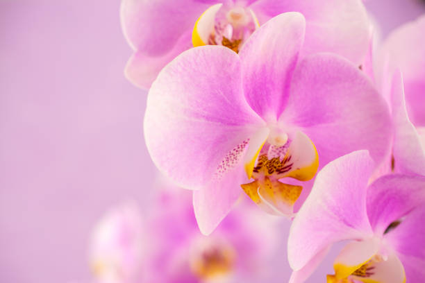 istock Purple ,pink orchid flowers on pink background 1410700603