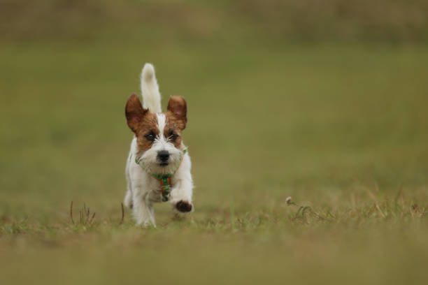 istock Jack Russel terrier running through autumn meadow 1410700687