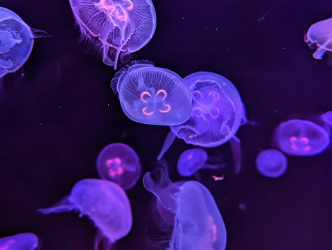 Jellyfishes under colourful light