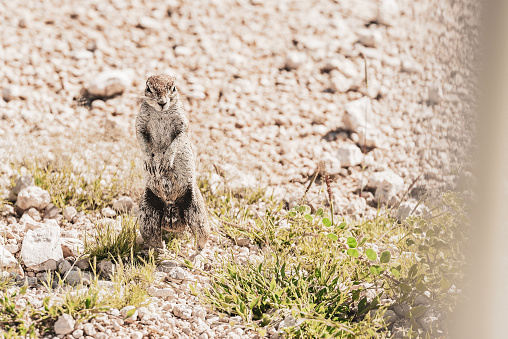 Namibia Safari Tour - Wildlife Animals, cute desert squirrel watching out
