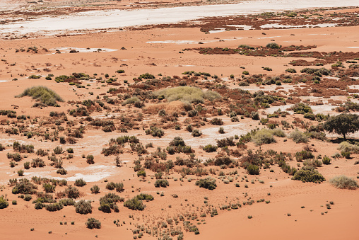 Oasis after the first rain in 8 years in Sossusvlei, Namibia