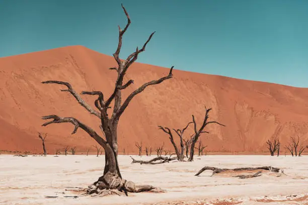 Deadvlei is a white clay pan located near the more famous salt pan of Sossusvlei, inside the Namib-Naukluft Park in Namibia. Dead Vlei has been claimed to be surrounded by the highest sand dunes in the world, the highest reaching 300–400 meters (350m on average, named "Big Daddy" or "Crazy Dune". It is also well-known for its dead vachellia erioloba, the camel thorn, giraffe thorn, or Kameeldoring in Afrikaans, still more commonly known as Acacia erioloba.