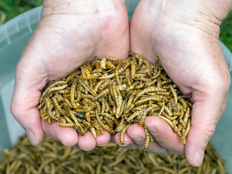 A close up of a handful of dried mealworms, used as bird feed