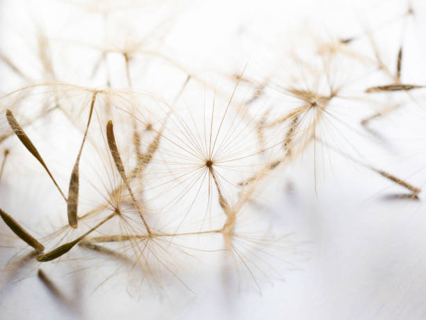 istock Macro of Dandelion seed 1410706470