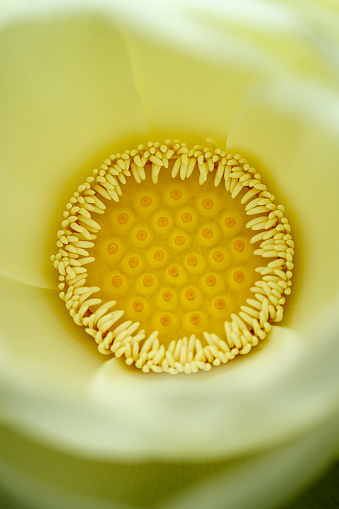 Macro of the center of a white exotic lotus flower