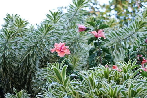 Single peach hibiscus bloom on the bush surrounded by green leaves.  Also fresh peach hibiscus bloom on top of the bush (looking up) surrounded by green of various plants.  Fresh blooms in a garden looking beautiful