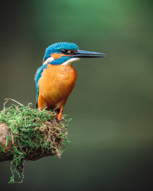 Male common kingfisher (Alcedo atthis) perching on a moss-covered stick. Beautiful green background. Male common kingfisher (Alcedo atthis) perching on a moss-covered stick. Beautiful green background. kingfisher stock pictures, royalty-free photos & images