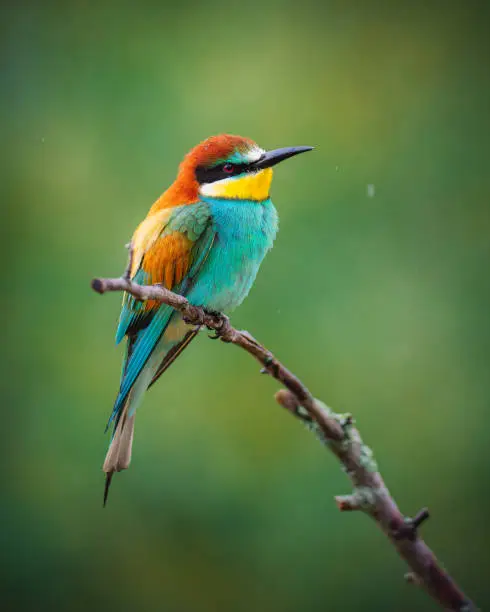 Colorful bird European bee-eater (Merops apiaster) perching on a branch and resting. Beautiful colorful background, light rain. A bird in its natural habitat.