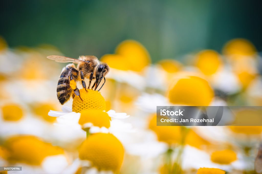 The honey bee feeds on the nectar of a chamomile flower. Yellow and white chamomile flowers are all around, the bee is out of focus, the background and foreground are out of focus. Macro photography. Animal Wildlife Stock Photo