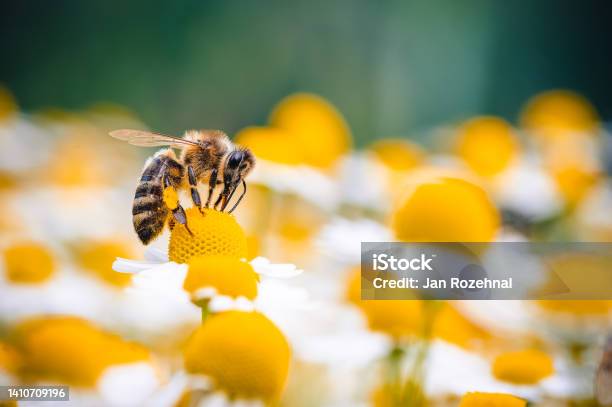 The Honey Bee Feeds On The Nectar Of A Chamomile Flower Yellow And White Chamomile Flowers Are All Around The Bee Is Out Of Focus The Background And Foreground Are Out Of Focus Macro Photography Stock Photo - Download Image Now