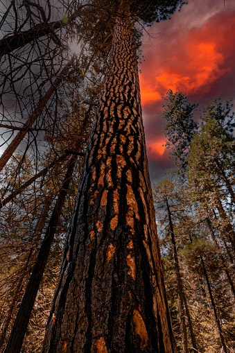 Sequoia,,, fire damage to Sequoia trees. Sequoia & Yosemite National Forest and Park. Ca. USA