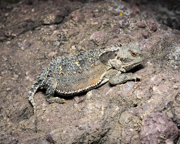 Greater Short-horned Lizard - in habitat wild animal