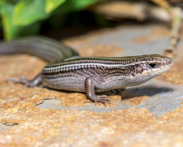 wielowarstwowy skink - zdjęcie przyrodnicze siedliska - herpetology close up california tree zdjęcia i obrazy z banku zdjęć