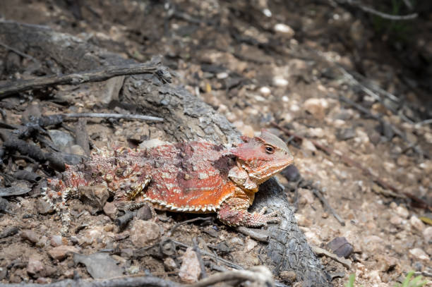 istock Greater Short-horned Lizard - in habitat wild animal 1410710057