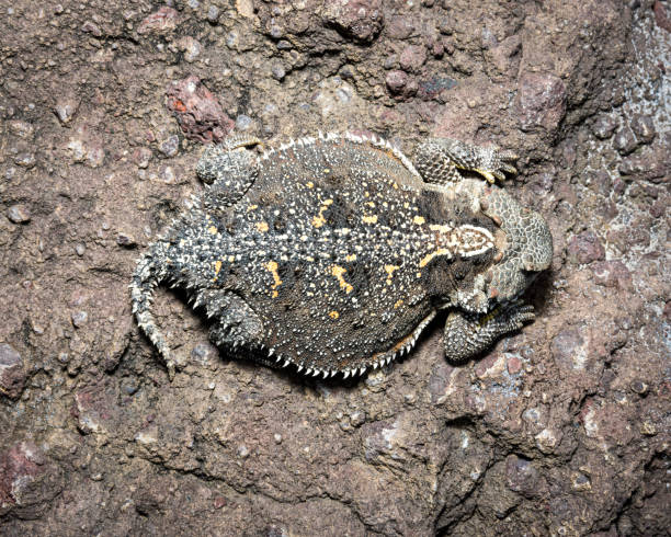 istock Greater Short-horned Lizard - in habitat wild animal 1410710058