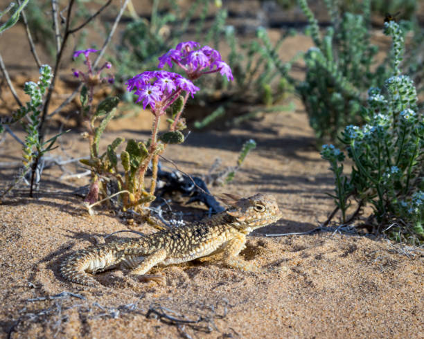 Flat-tailed Horned Lizard - in habitat wild animal