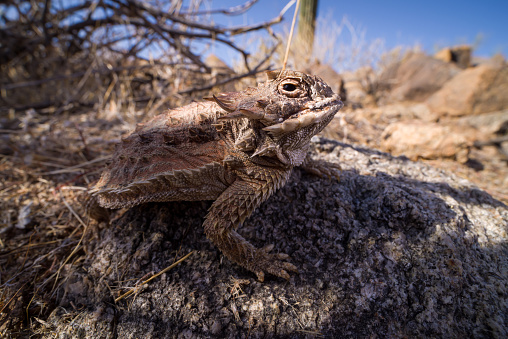 Horned Lizards (Phrynosoma) are unique lizards that posses a set of \