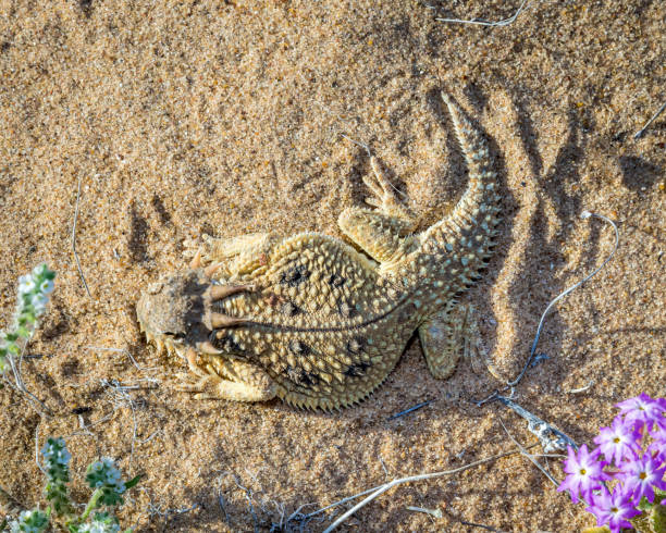 istock Flat-tailed Horned Lizard - in habitat wild animal 1410710077