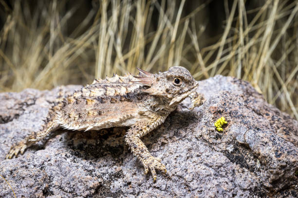 istock Regal Horned Lizard - in habitat wild animal 1410710081