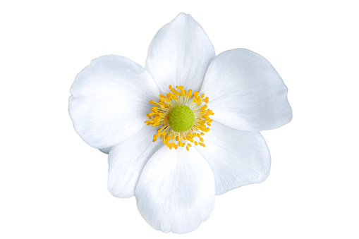 White Anemone flower cut out on white background