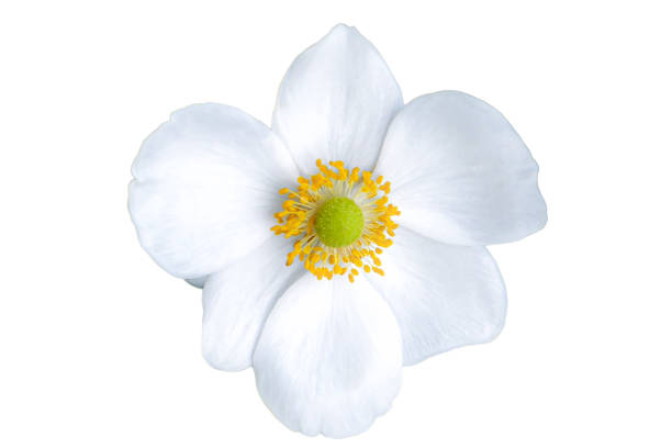 Anemone flower White Anemone flower cut out on white background japanese anemone windflower flower anemone flower stock pictures, royalty-free photos & images