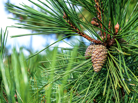 Evergreen tree with cones close up
