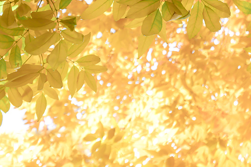 Autumn leaves full frame