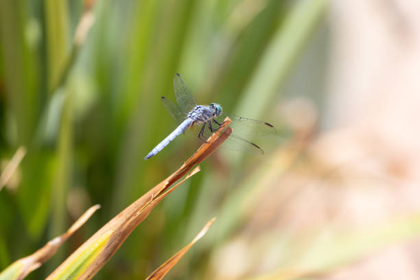 istock Macro shot of a great blue skimmer dragonfly 1410710978