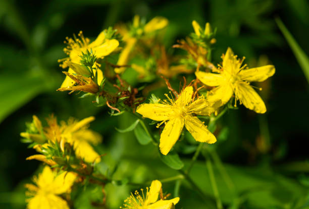 istock St John's Wort in the woods 1410711716