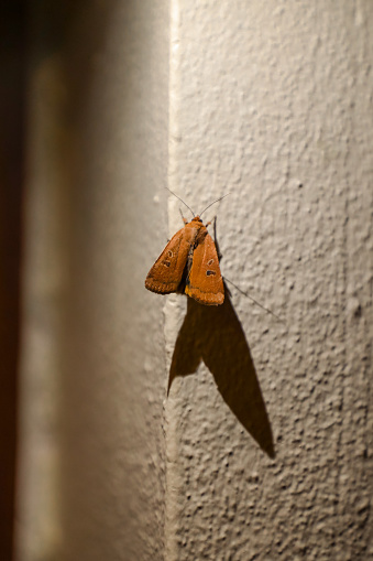 It is found in North America east of the Rocky Mountains and in Arizona and California.A moth of the family Noctuidae.